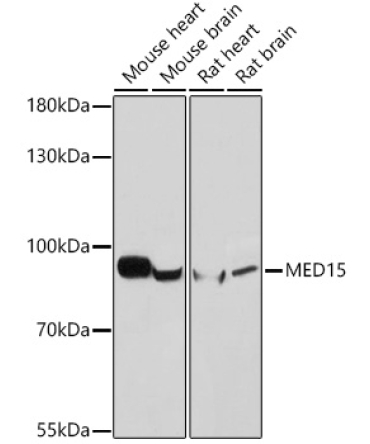 MED15 Rabbit Polyclonal Antibody