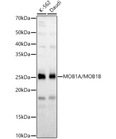 MOB1A/MOB1B Rabbit Polyclonal Antibody