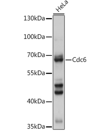 Cdc6 Rabbit Polyclonal Antibody