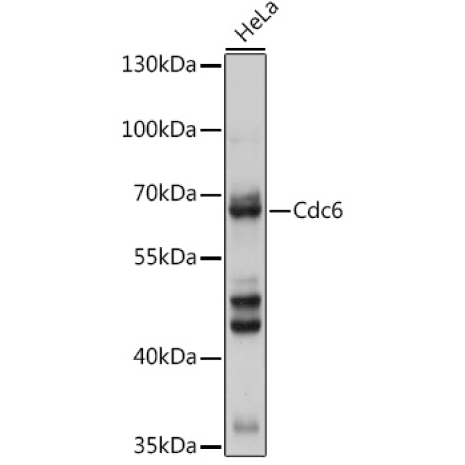 Cdc6 Rabbit Polyclonal Antibody