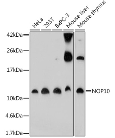 NOP10 Rabbit Polyclonal Antibody