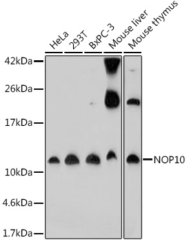 NOP10 Rabbit Polyclonal Antibody