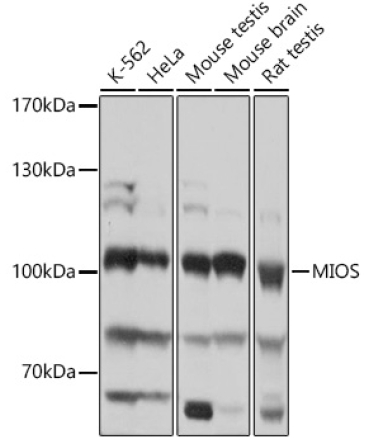 MIOS Rabbit Polyclonal Antibody