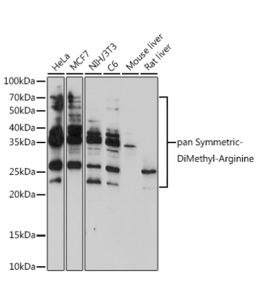 pan-Symmetric Di-Methyl Arginine Rabbit Polyclonal Antibody