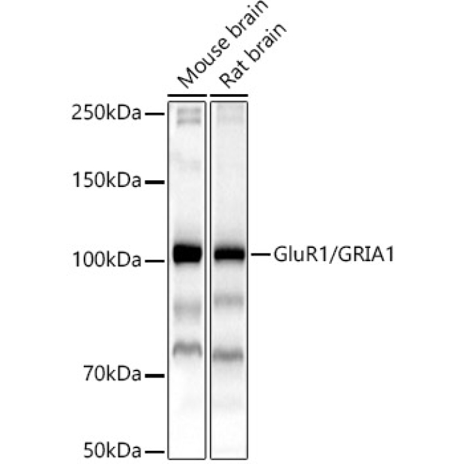 GluR1/GRIA1 Rabbit Polyclonal Antibody