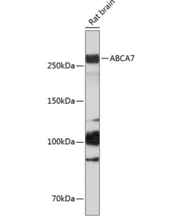 ABCA7 Rabbit Polyclonal Antibody
