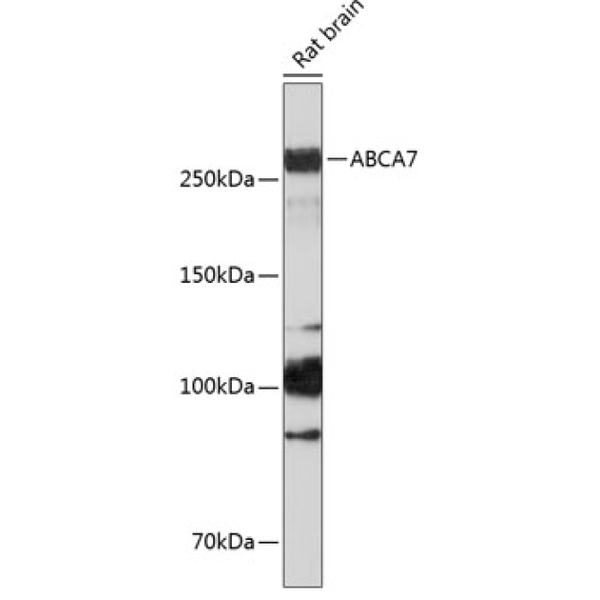 ABCA7 Rabbit Polyclonal Antibody