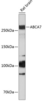 ABCA7 Rabbit Polyclonal Antibody