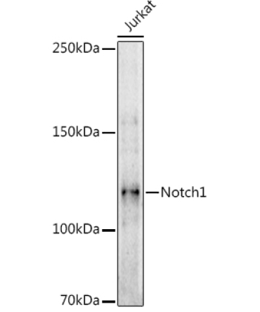Notch1 Rabbit Polyclonal Antibody