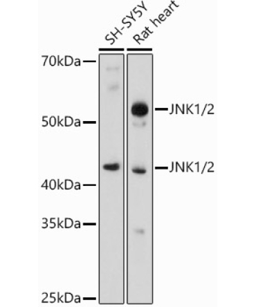 JNK1/2 Rabbit Polyclonal Antibody