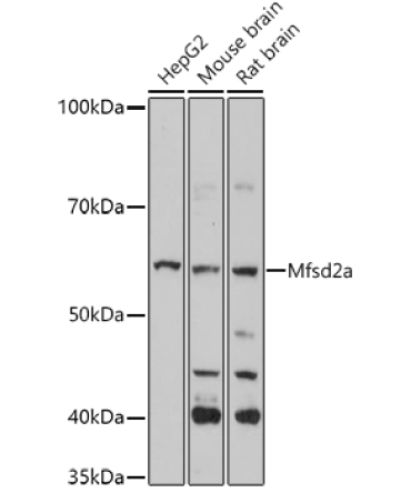 Mfsd2a Rabbit Polyclonal Antibody