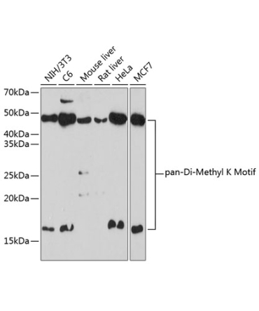 Pan DiMethyl-lysine Rabbit Polyclonal Antibody