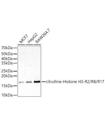citrulline-Histone H3-R2/R8/R17 Rabbit Polyclonal Antibody