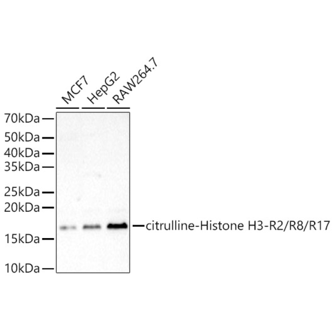 citrulline-Histone H3-R2/R8/R17 Rabbit Polyclonal Antibody
