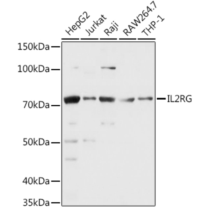 CD132/IL-2 R gamma Rabbit Polyclonal Antibody