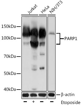 PARP1 Mouse Monoclonal Antibody