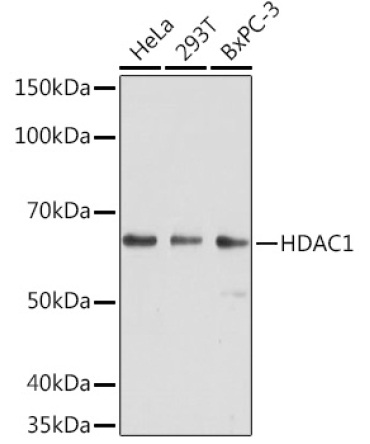 HDAC1 Mouse Monoclonal Antibody