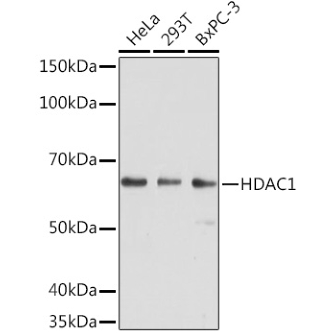 HDAC1 Mouse Monoclonal Antibody