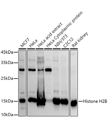 Histone H2B Rabbit Polyclonal Antibody