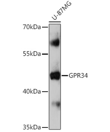 GPR34 Rabbit Polyclonal Antibody