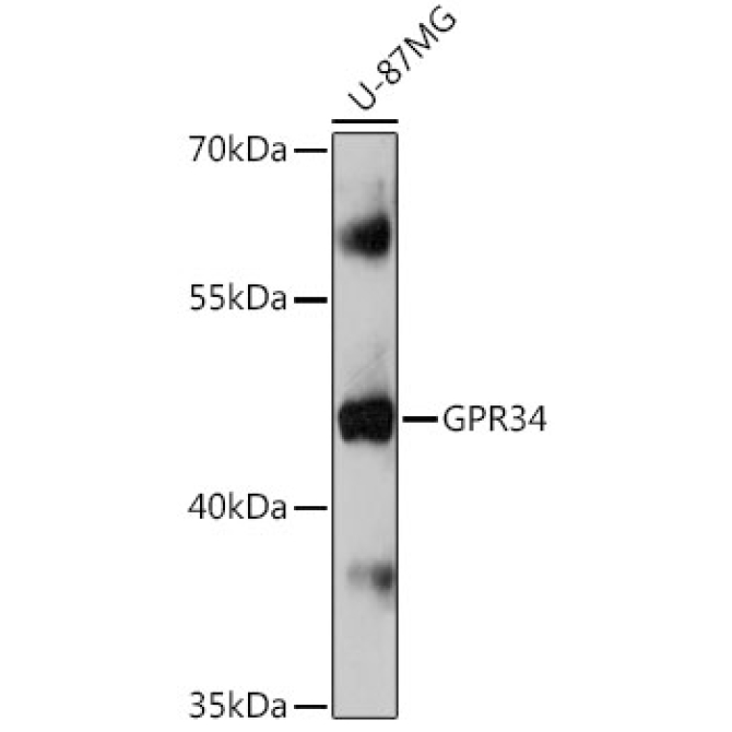 GPR34 Rabbit Polyclonal Antibody