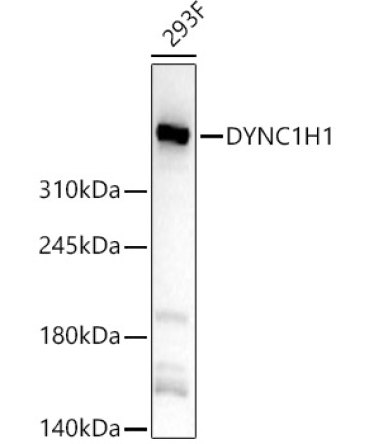 DYNC1H1 Rabbit Polyclonal Antibody
