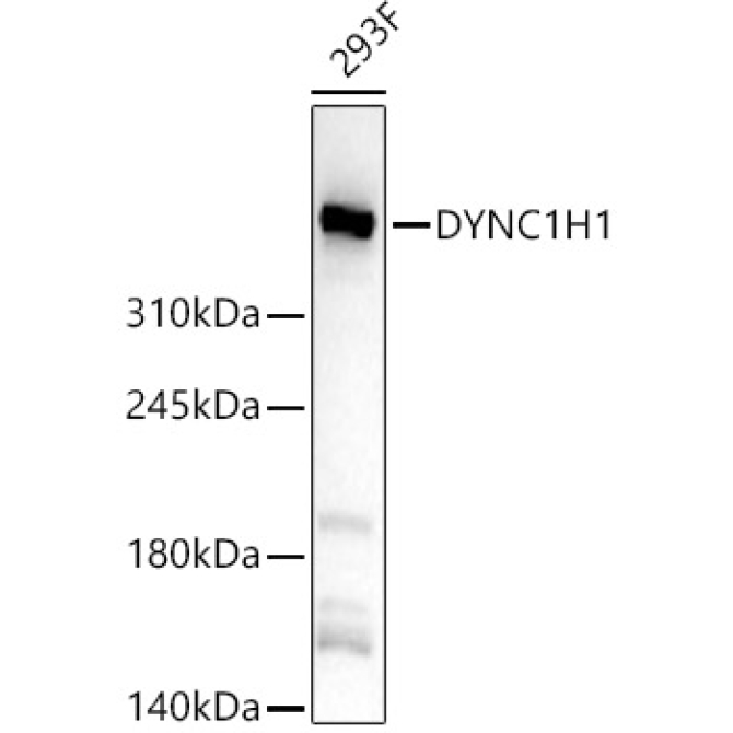 DYNC1H1 Rabbit Polyclonal Antibody