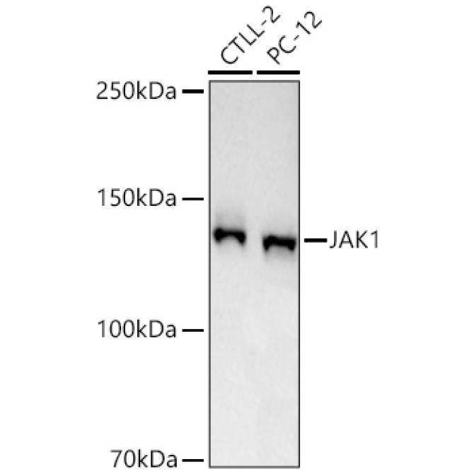 JAK1 Rabbit Polyclonal Antibody