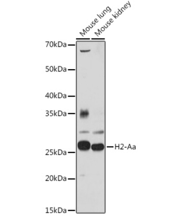 H2-Aa Rabbit Polyclonal Antibody