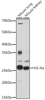 H2-Aa Rabbit Polyclonal Antibody