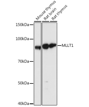 MLLT1 Rabbit Polyclonal Antibody