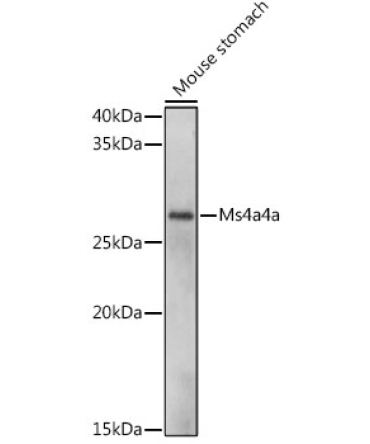 Ms4a4a Rabbit Polyclonal Antibody