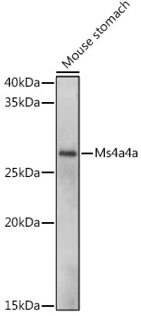 Ms4a4a Rabbit Polyclonal Antibody