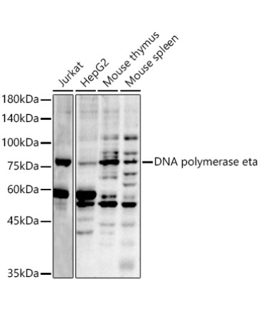 DNA polymerase eta Rabbit Polyclonal Antibody