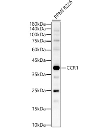CCR1 Rabbit Polyclonal Antibody
