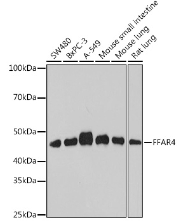 FFAR4 Rabbit Polyclonal Antibody