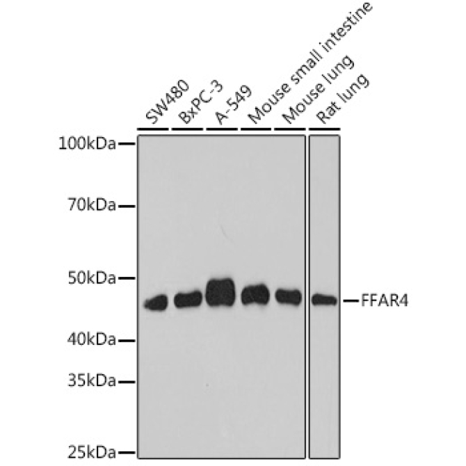 FFAR4 Rabbit Polyclonal Antibody