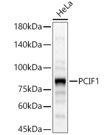 PCIF1 Rabbit Polyclonal Antibody