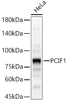 PCIF1 Rabbit Polyclonal Antibody