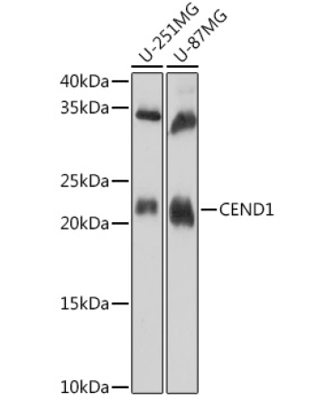 CEND1 Rabbit Polyclonal Antibody