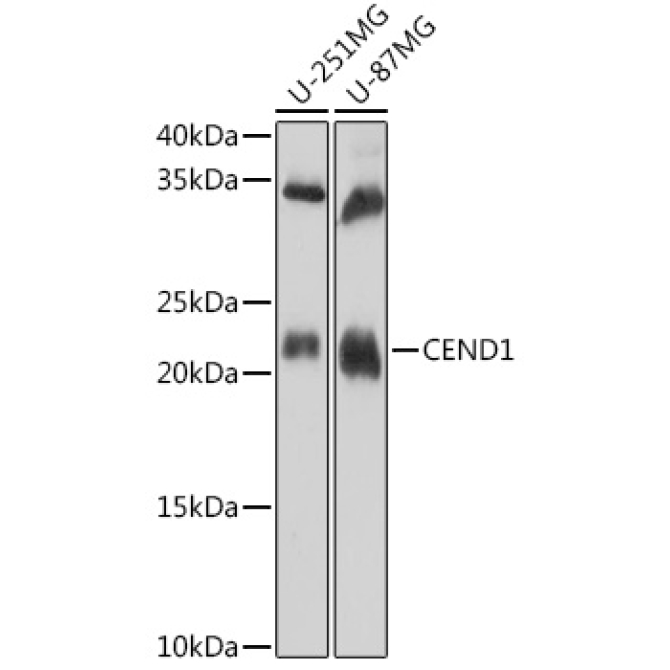 CEND1 Rabbit Polyclonal Antibody