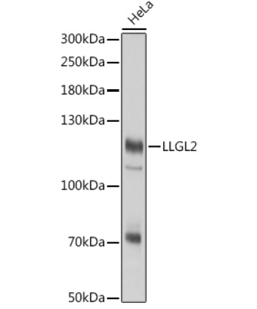 LLGL2 Rabbit Polyclonal Antibody
