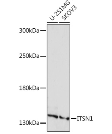 ITSN1 Rabbit Polyclonal Antibody