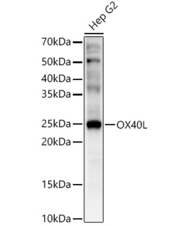OX40L Rabbit Polyclonal Antibody