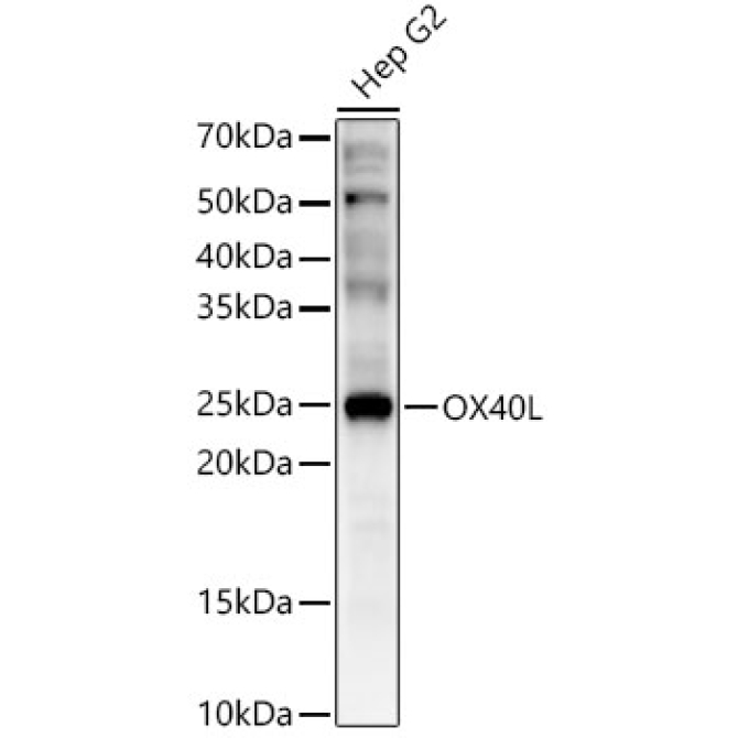 OX40L Rabbit Polyclonal Antibody