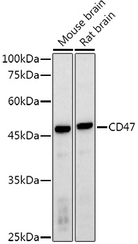 CD47 Rabbit Polyclonal Antibody