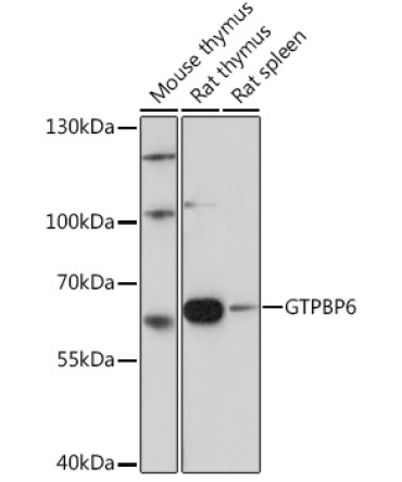 GTPBP6 Rabbit Polyclonal Antibody