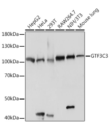 GTF3C3 Rabbit Polyclonal Antibody