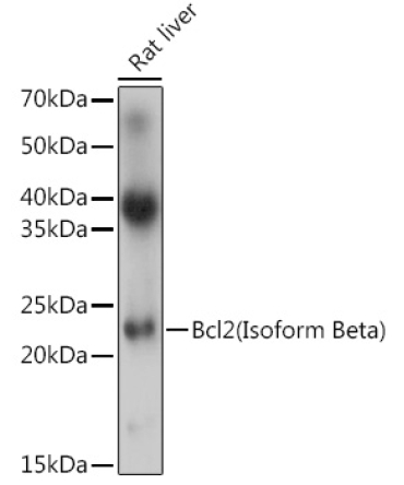 Bcl-2(Isoform Beta) Rabbit Polyclonal Antibody