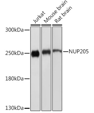 NUP205 Rabbit Polyclonal Antibody